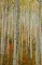 Autumn Aspen Boles print